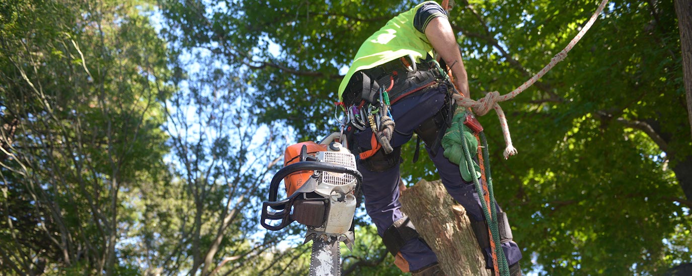 Arborcare arborist climbing during tree work