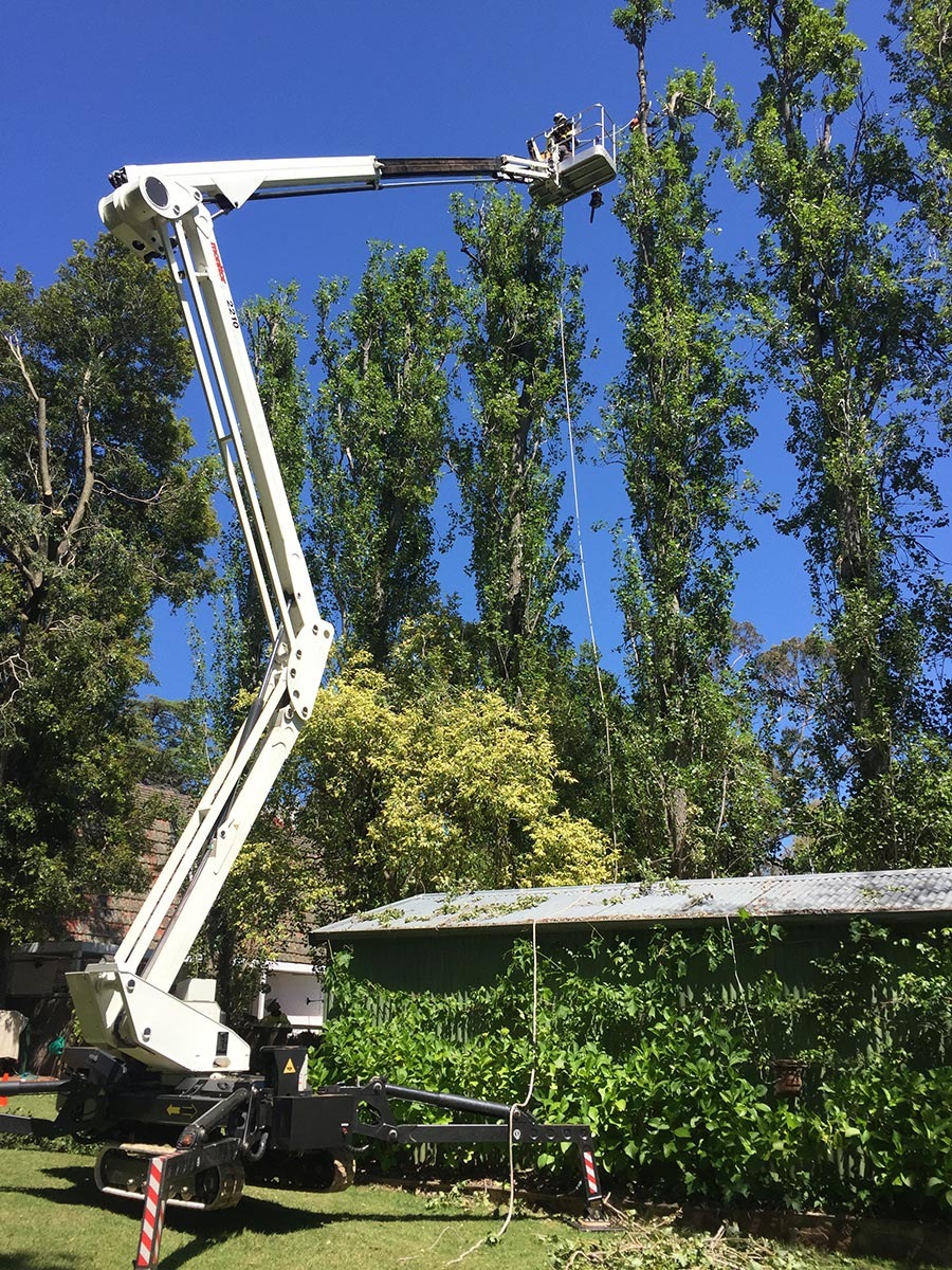 Elevated tree work near poplars