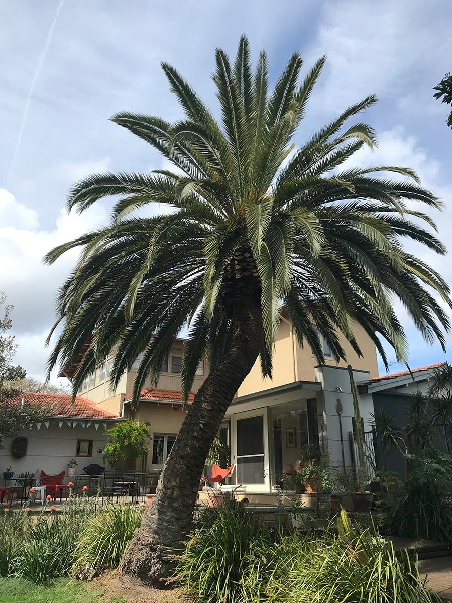 Palm pruning